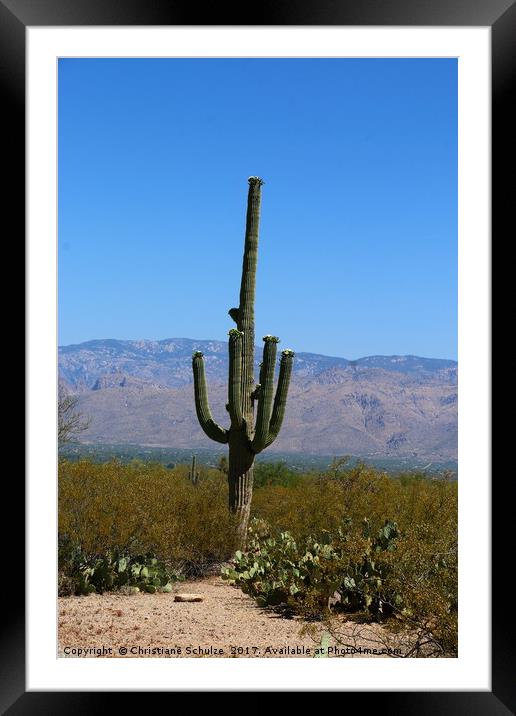 A Giant Saguaro Cactus  Framed Mounted Print by Christiane Schulze