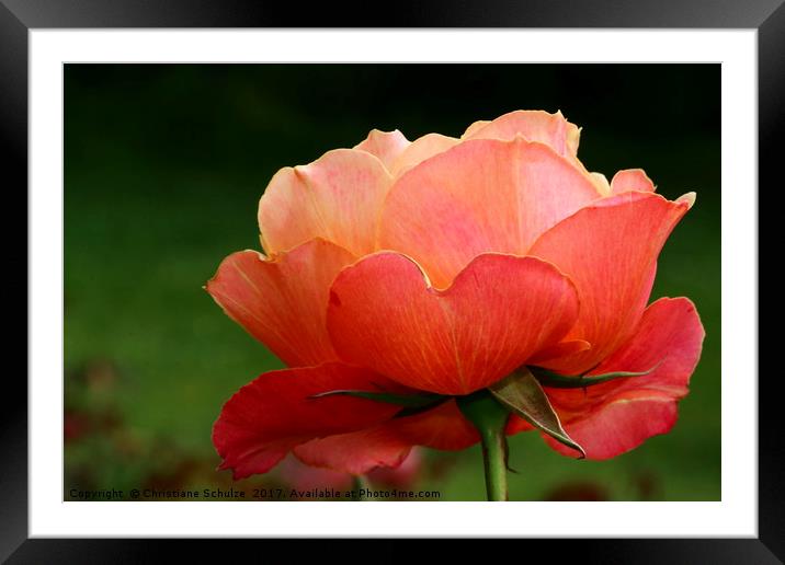 The Beauty Of A Rose Framed Mounted Print by Christiane Schulze
