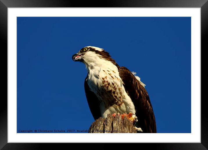 Sanibel Island Osprey With His Dinner Leftovers Framed Mounted Print by Christiane Schulze