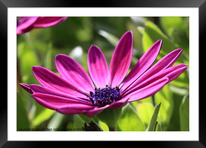 Osteospermum Cape Marguerite Framed Mounted Print by Carl Whitfield