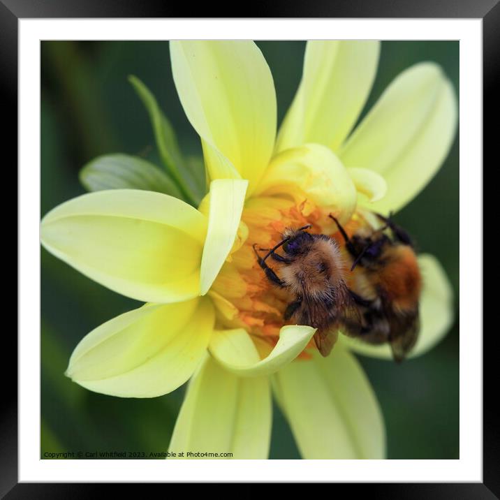 Bees on a Dahlia Framed Mounted Print by Carl Whitfield