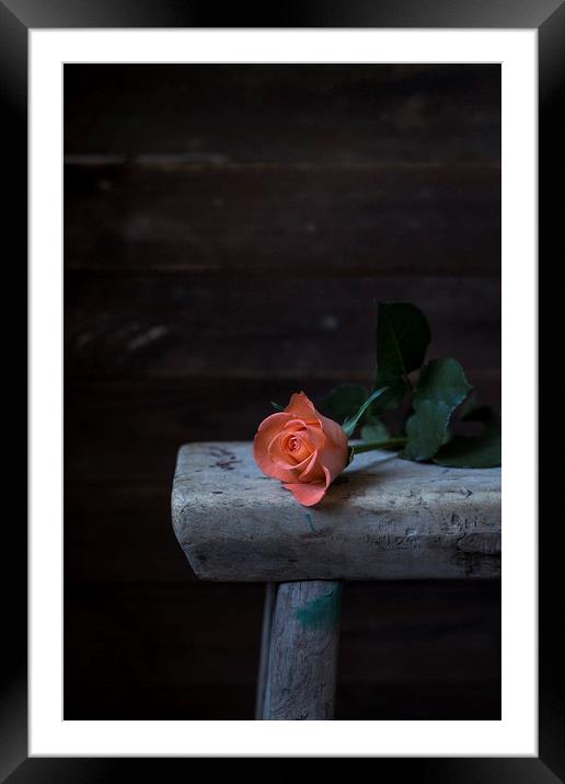 Single rose Framed Mounted Print by Denitsa Karan