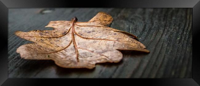 A Single Autumn Leaf That Had Fallen Onto a Wooden Framed Print by Andrew George