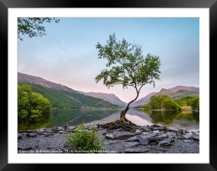 The Lone Tree of Llanberis Framed Mounted Print by Andrew George