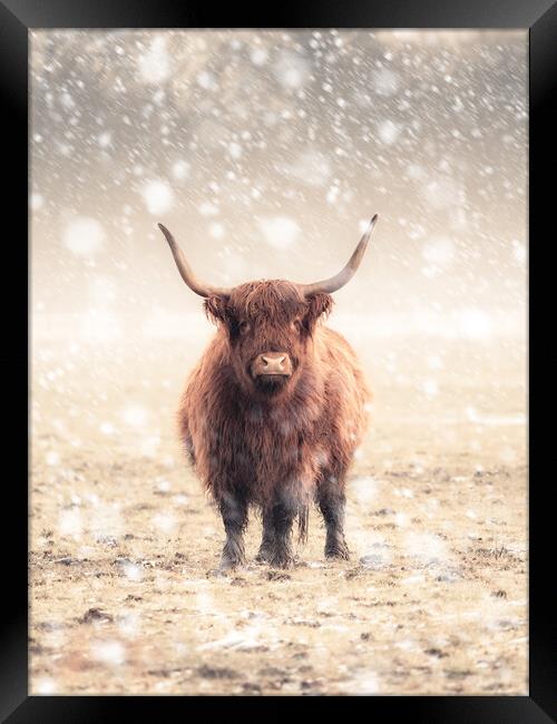 Highland Cow During a Snow Storm Framed Print by Andrew George