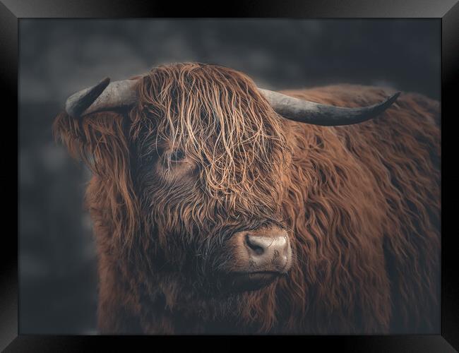 A Highland Cow Portrait  Framed Print by Andrew George