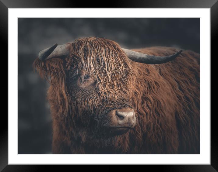 A Highland Cow Portrait  Framed Mounted Print by Andrew George