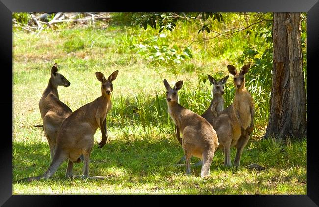 Family of five Kangaroos  Framed Print by Margaret Stanton