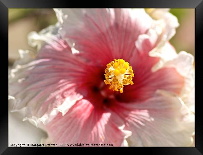 Hibiscus  Framed Print by Margaret Stanton