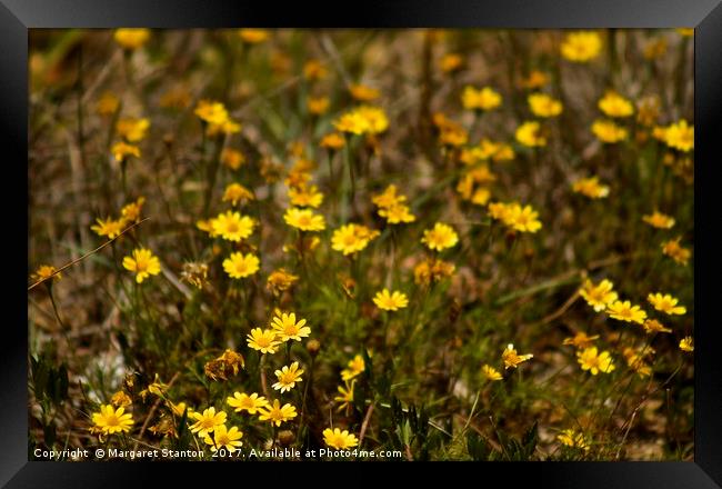 Wild Summer Daisies  Framed Print by Margaret Stanton