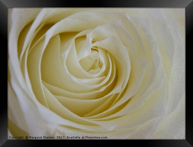 A single white rose  Framed Print by Margaret Stanton