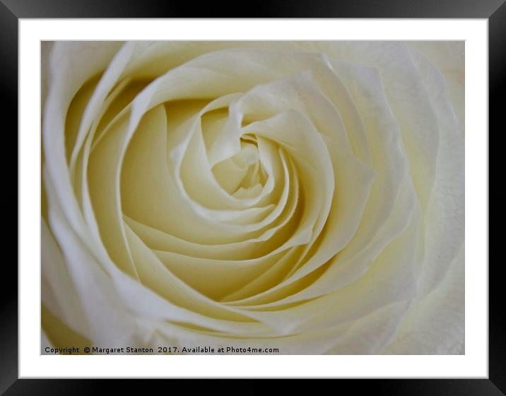 A single white rose  Framed Mounted Print by Margaret Stanton