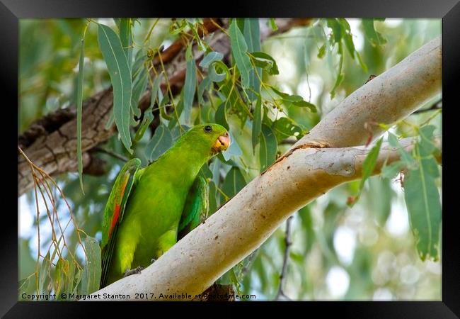 Red winged Parrot  Framed Print by Margaret Stanton