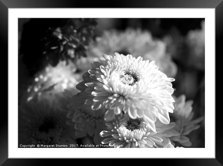 Chrysanthemums ( black and white)  Framed Mounted Print by Margaret Stanton