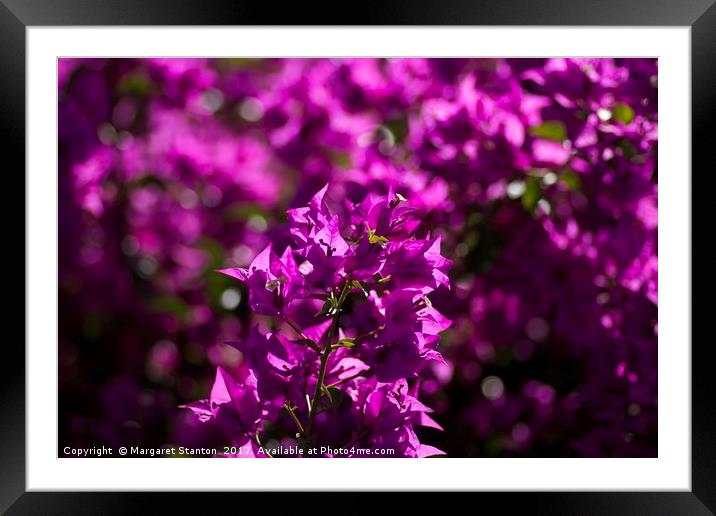 Vibrant Bougainvillea blooms  Framed Mounted Print by Margaret Stanton