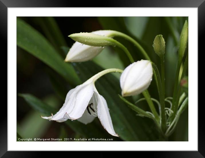 Raindrops on Lilies  Framed Mounted Print by Margaret Stanton