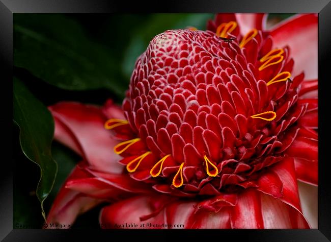 Tropical red bloom  Framed Print by Margaret Stanton