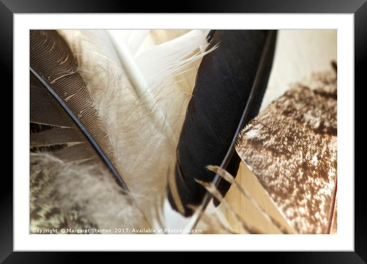 Feather macro  Framed Mounted Print by Margaret Stanton