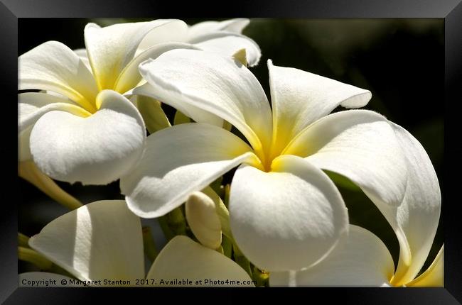 Frangipani in full bloom  Framed Print by Margaret Stanton