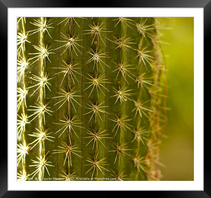 Cactus close up  Framed Mounted Print by Margaret Stanton