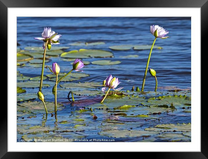 Lily Lagoon Framed Mounted Print by Margaret Stanton