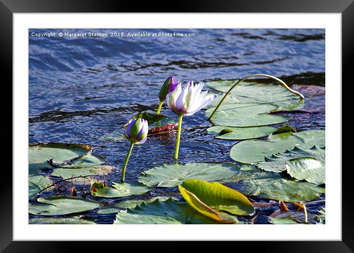Water lilies Framed Mounted Print by Margaret Stanton