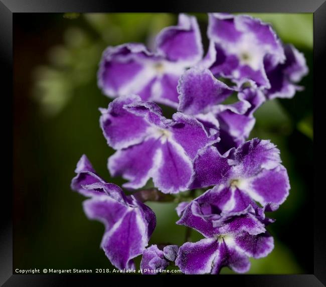 Geisha Girl (Duranta Repens)  Framed Print by Margaret Stanton