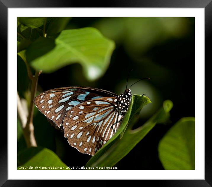Blue Tiger Butterfly  Framed Mounted Print by Margaret Stanton