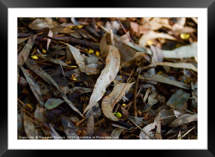 Leaf Litter  Framed Mounted Print by Margaret Stanton