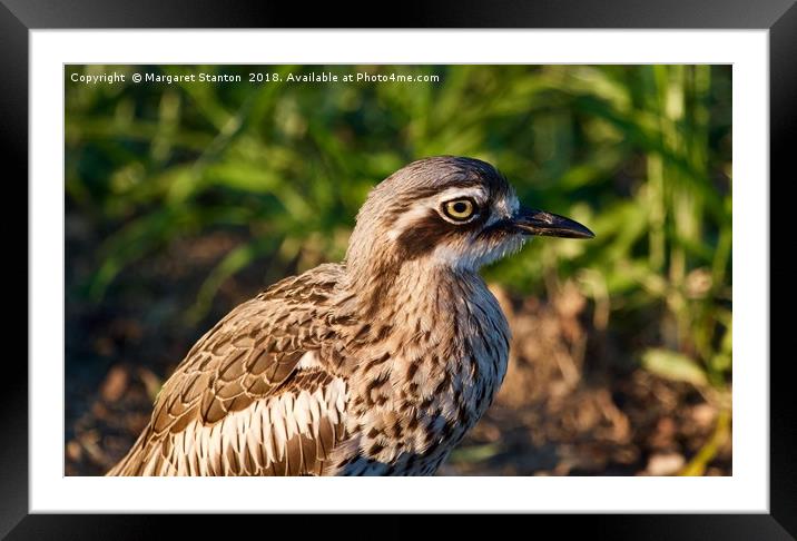 Bush stone-curlew  Framed Mounted Print by Margaret Stanton