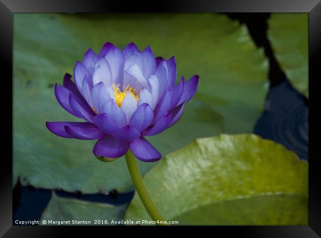 Aquatic Beauty  Framed Print by Margaret Stanton