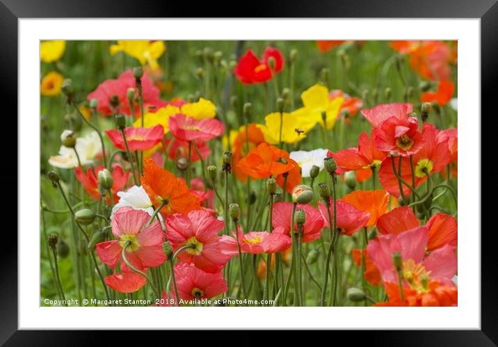 Poppies  Framed Mounted Print by Margaret Stanton