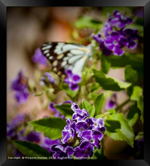 Butterfly daydream  Framed Print by Margaret Stanton