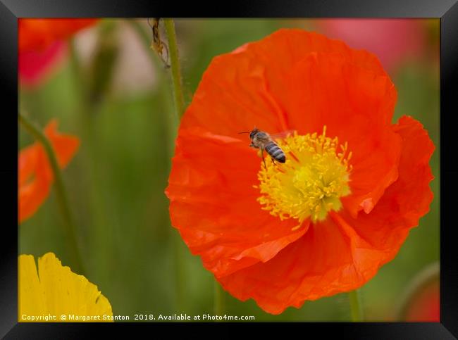 Busy Bee  Framed Print by Margaret Stanton