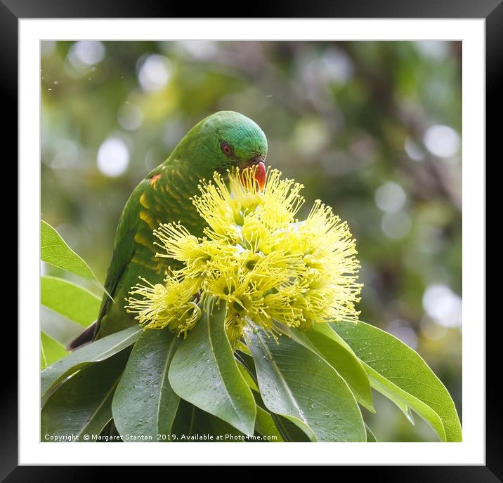 Scaly breasted Lorikeet  Framed Mounted Print by Margaret Stanton