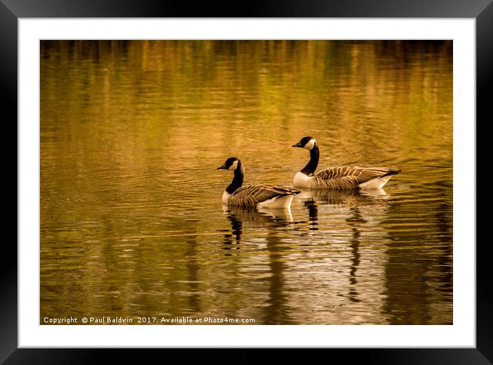 Canadian Geese at Sunset Framed Mounted Print by Paul Baldwin