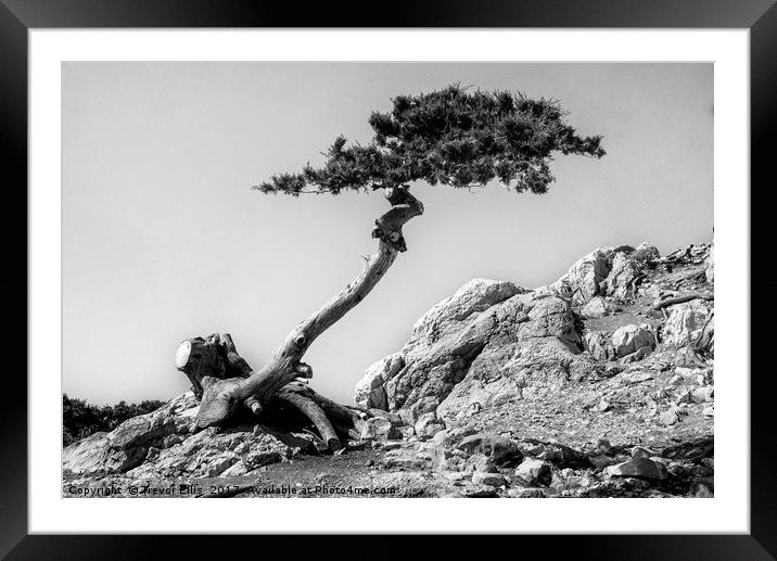 Stone Pine Framed Mounted Print by Trevor Ellis