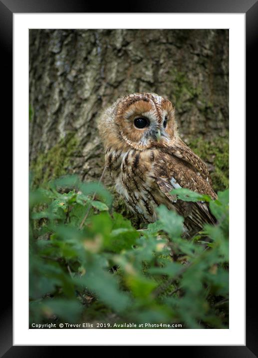Tawny Owl on the look out Framed Mounted Print by Trevor Ellis