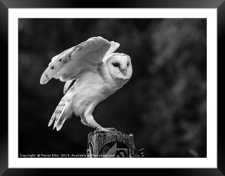 Take flight Framed Mounted Print by Trevor Ellis