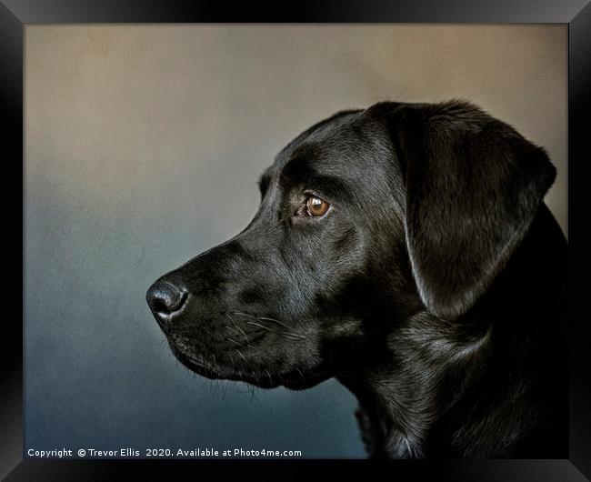 Portrait of a Labrador. Framed Print by Trevor Ellis