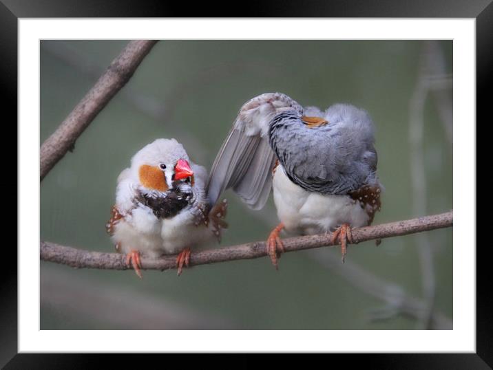 Zebra Finches  Framed Mounted Print by Stephanie Veronique