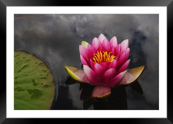 Pink water lily Framed Mounted Print by Stephanie Veronique