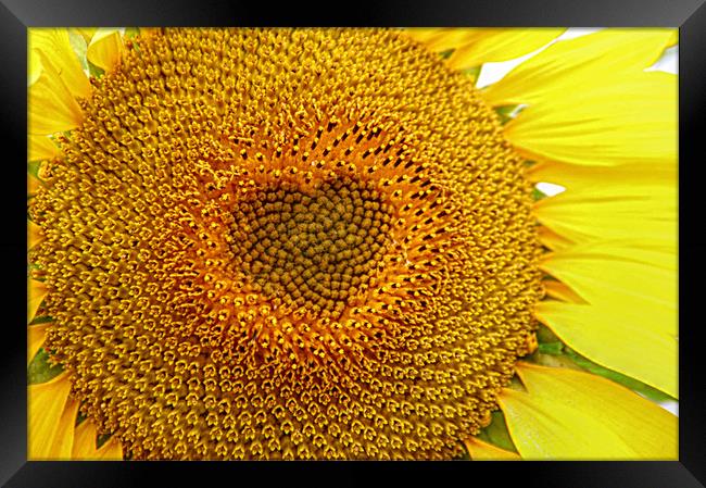 The sun flower heart  Framed Print by Stephanie Veronique