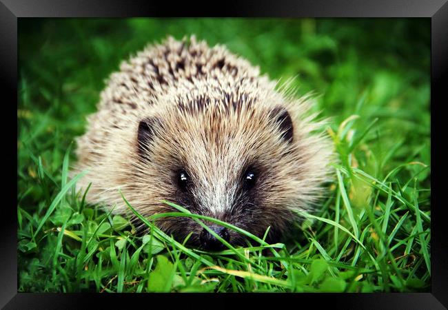 Hedgehog's garden pet  Framed Print by Stephanie Veronique