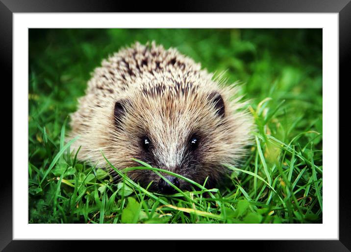 Hedgehog's garden pet  Framed Mounted Print by Stephanie Veronique