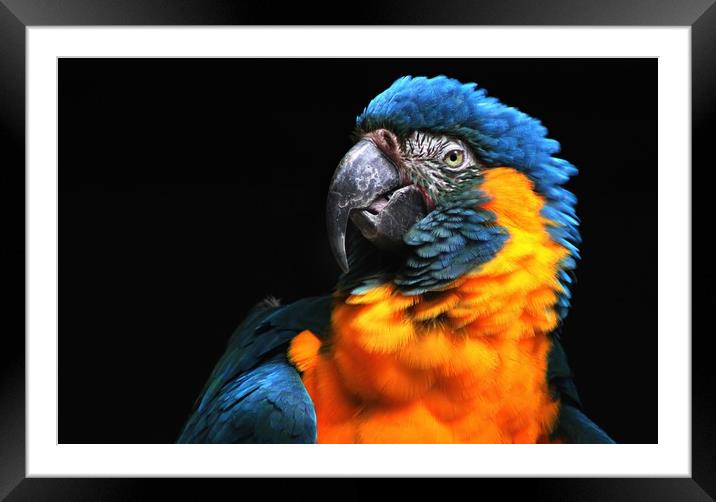 Blue-throated macaw Framed Mounted Print by Stephanie Veronique