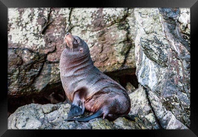 New Zealand Fur seal Framed Print by John Frid