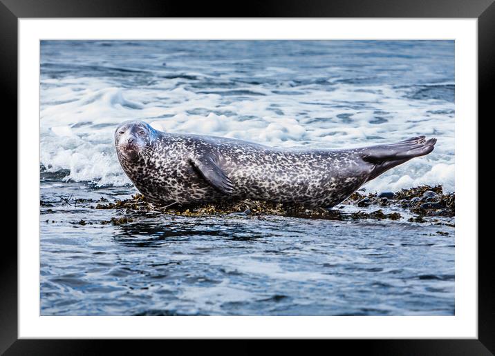 Grey Seal Basking in Scottish Coastal Wav Framed Mounted Print by John Frid