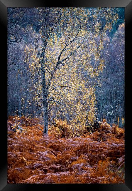 Autumn Glow in Glen Affric Framed Print by John Frid
