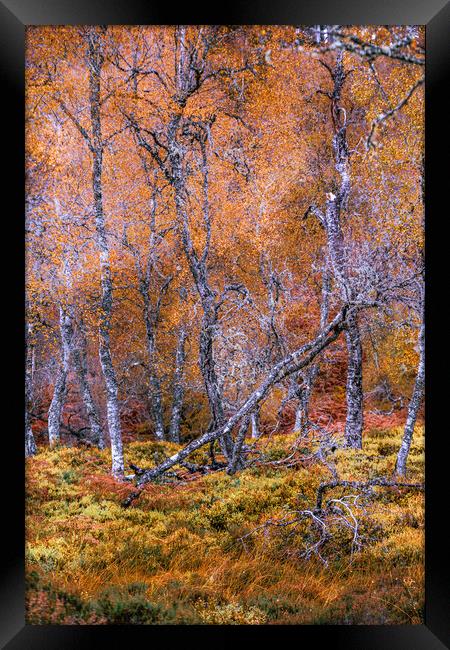 Fallen Silver Birch Tree Framed Print by John Frid